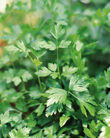 Flat-leaf parsley: Petroselinum crispum var. neapolitanum