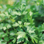 Flat-leaf parsley: Petroselinum crispum var. neapolitanum