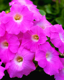 Petunia: Petunia Avalanche Pink