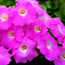 Petunia: Petunia Avalanche Pink