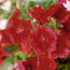 Petunia: Petunia Avalanche Red