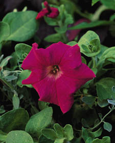 Petunia: Petunia Trumpet Neon Rose