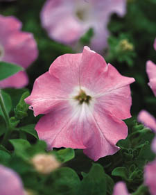 Petunia: Petunia Trumpet Pastel Pink
