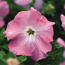 Petunia: Petunia Trumpet Pastel Pink