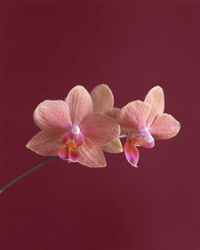 Moth orchid: Phalaenopsis (Hausermann's Gold Cup x equestris)