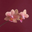 Moth orchid: Phalaenopsis (Hausermann's Gold Cup x equestris)