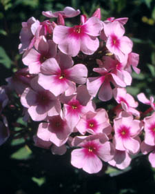 Garden phlox: Phlox paniculata Bright Eyes