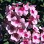 Garden phlox: Phlox paniculata Bright Eyes