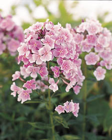 Garden phlox: Phlox paniculata Franz Schubert