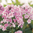 Garden phlox: Phlox paniculata Franz Schubert