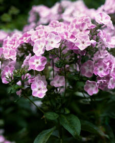 Garden phlox: Phlox paniculata Katherine