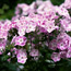 Garden phlox: Phlox paniculata Katherine
