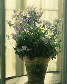 Creeping phlox: Phlox stolonifera