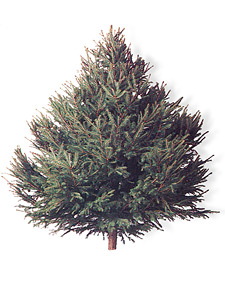 Norway spruce: Picea abies