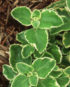 Cuban oregano: Plectranthus amboinicus