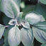 Plectranthus: Plectranthus argentatus