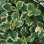 Mintleaf: Plectranthus madagascariensis Variegated Mintleaf
