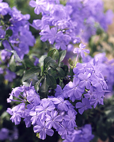 Cape leadwort: Plumbago auriculata Imperial Blue