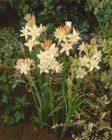 Tuberose: Polianthes tuberosa