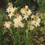 Tuberose: Polianthes tuberosa