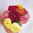 Moss rose: Portulaca grandiflora