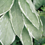 Lungwort: Pulmonaria rubra David Ward