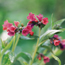 Pulmonaria Raspberr...
