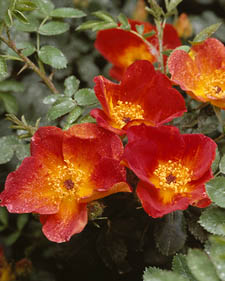 Rose: Rosa foetida Bicolor