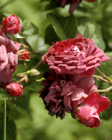 Old garden rose: Rosa gallica Cardinal de Richelieu