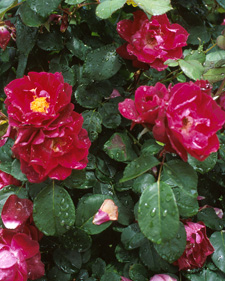 Old garden rose: Rosa gallica Tuscany Superb