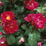 Old garden rose: Rosa gallica Tuscany Superb