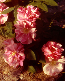 Rose: Rosa gallica Versicolor