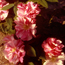 Rose: Rosa gallica Versicolor