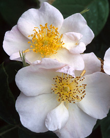 Musk rose: Rosa moschata