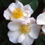 Musk rose: Rosa moschata