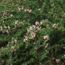 Creeping rosemary: Rosmarinus officinalis var. prostratus