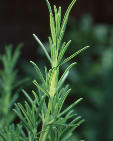 Sal's choice rosemary: Rosmarinus officinalis 'Sal's Choice'