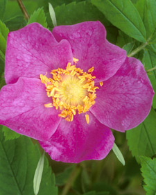 Swamp rose: Rosa palustris