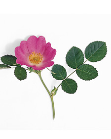 Eglantine rose: Rosa rubiginosa