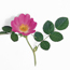 Eglantine rose: Rosa rubiginosa