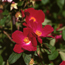 Shrub rose: Rosa rugosa Robusta