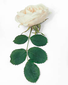 White Rose of York : Rosa x alba Semiplena