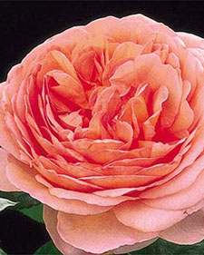 English rose: Rosa Abraham Darby