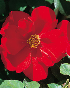 Climbing rose: Rosa Altissimo