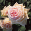 Hybrid tea rose: Rosa Amelia Earhart