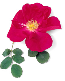 Shrub rose: Rosa Assiniboine
