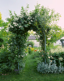 Climbing rose: Rosa Bobbie James