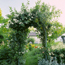Climbing rose: Rosa Bobbie James