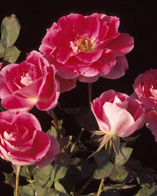 Rose: Rosa Carefree Wonder