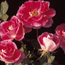 Rosa Carefree Wonder